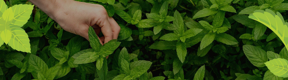 Refresh and Revitalise with Certified Organic Peppermint – Austral Herbs