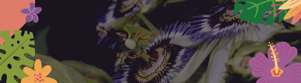 Unlocking the Benefits of Certified Organic Passionflower