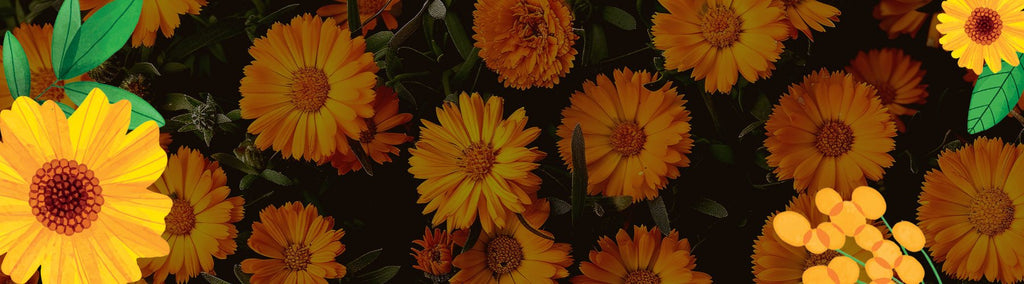 The Benefits of Certified Organic Calendula Flowers
