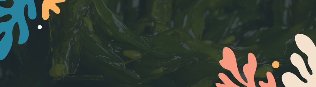 Boosting Wellness with Certified Organic Atlantic Kelp Powder