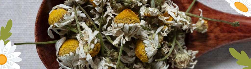 The Healing Power of Certified Organic Chamomile Flowers