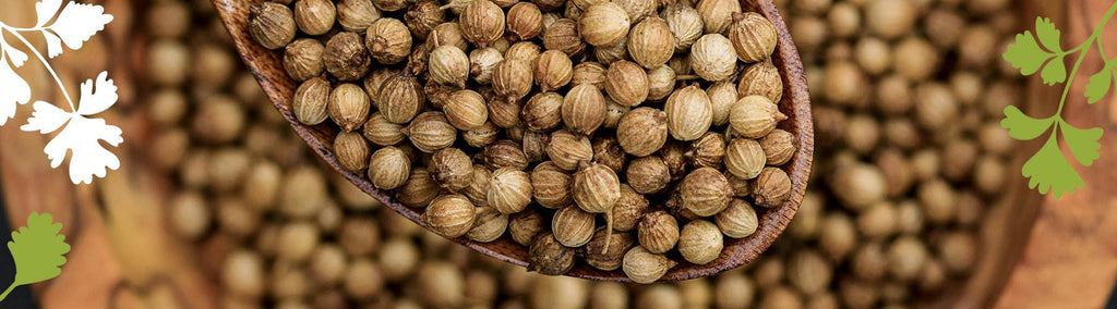 The Culinary and Health Benefits of Australian-Grown Coriander Seed
