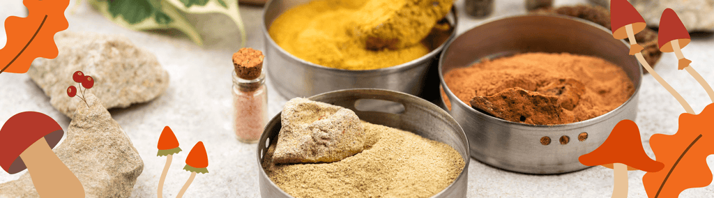 Choosing the Right Mushroom Powder for Your Kitchen