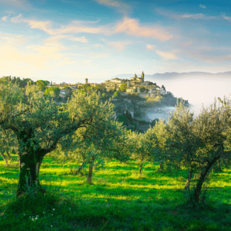 Origin: Italy - Austral Herbs