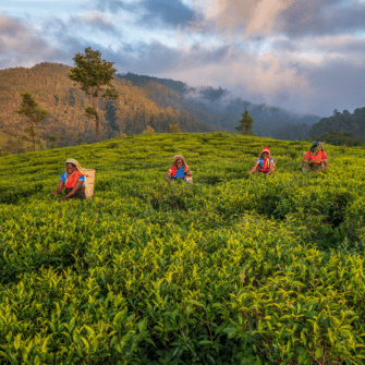 Origin: Sri Lanka - Austral Herbs